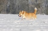 CORGI PEMBROKE 934